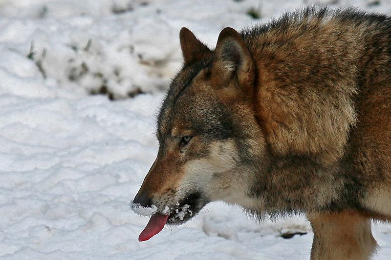 Bayerwald Tierpark_12.jpg